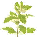  Our logo is the attractive pineapple mint herb,
 a rarer seen mint and prized for its fine flavour 