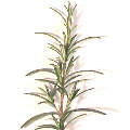  Rosemary herb is a natural complement for lamb
 with many culinary, cosmetic and medicinal uses 